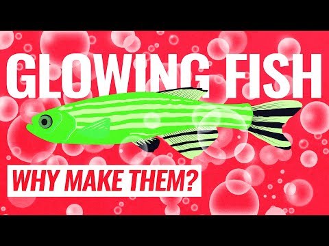 Why would anyone want to make fish glow?
