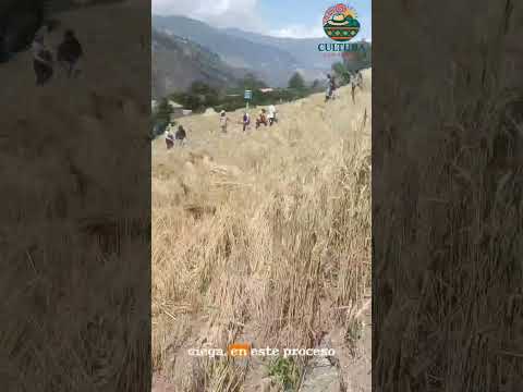 Trigo de socotá una tradición ancestral que no debemos dejar morir🌾🌾🌾 #cultura #boyaca #campo