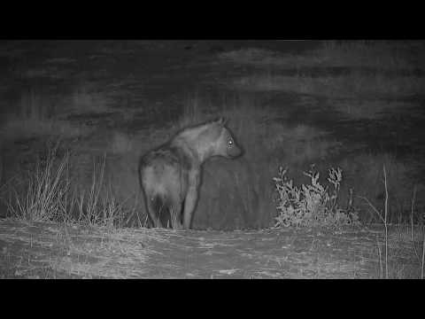 Djuma: Lone Hyena getting quick drink - 05:11 - 09/02/19