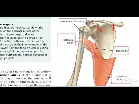 Shoulder muscles attachment 4