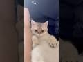 Kitten Takeru 4monthbaby Cutecat