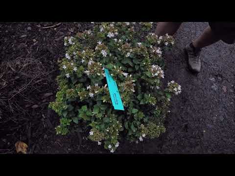 #TreeTipTuesday - Abelia grandiflora 'Rose Creek'