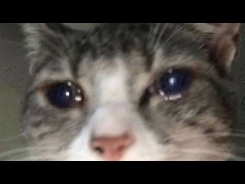 Choira ft. Cemu - Haygdsan muur