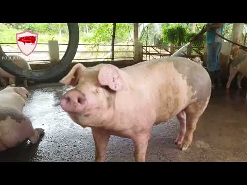 Granja Agropecuaria San Martín.  Fondo Emprender SENA.  Idea de negocio Porcicola