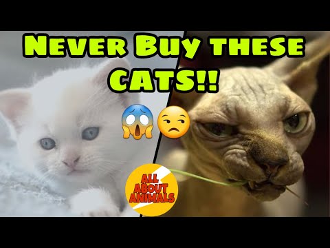 8 WORST CATS FOR FIRST TIME OWNERS || ALL ABOUT ANIMALS