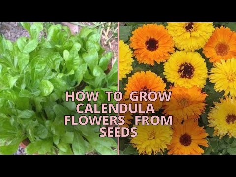 , title : 'Best way to grow Calendula flower ..#gardening #flower #foryou ..'
