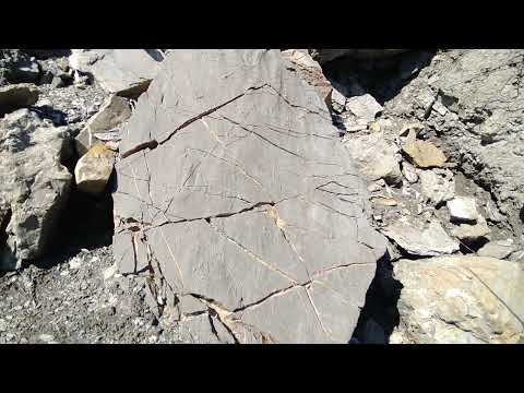 Geologia - Argille Scagliose - Calanchi - Bioturbazioni fossili del fondale marino