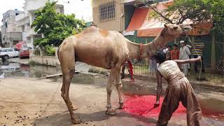 My Camel Qurbani on Eid-ul-adha 2019 | Today Dangerous Camel Qurbani 2019