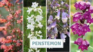 How To Sow And Grow Penstemon (Beardtongue) : Cottoverdi