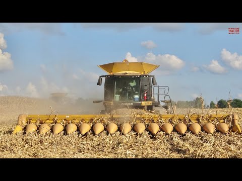 CLAAS LEXION 760 Terra Trac with a 16 Row Corn Head