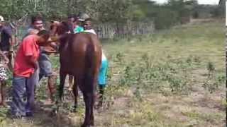 preview picture of video 'Amansando Cavalo | Santa Barbara-BA'