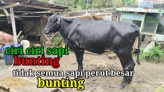 Download lagu Ciri ciri sapi indukan bunting 5-6 bulan# mp3