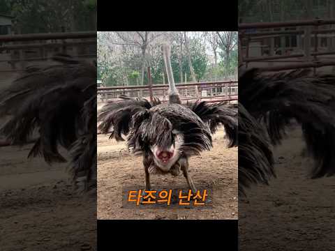 그 타조는 생애 첫 산란 과정에서 난관 폐색(알이 걸려 나오지 못하는 상태)을 겪었다. #동물 #animals