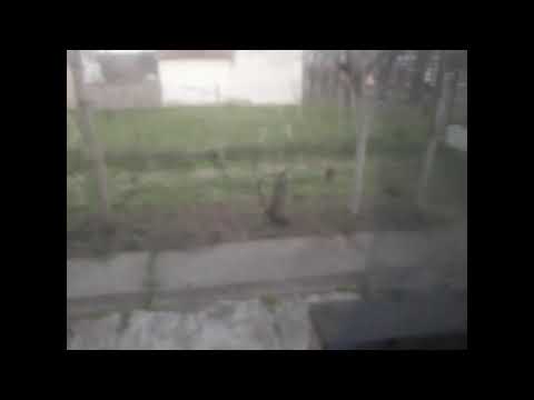 Snimnjen drekavac uzass