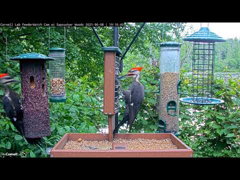 Two Giant Pileated Woodpeckers Snack On Suet At Cornell Feeders – June 8, 2021