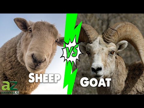 Goat Vs Sheep: The 6 Key Differences Explained