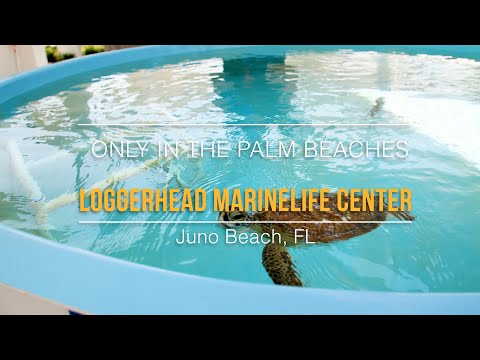 Loggerhead Marinelife Center | Only In The Palm Beaches 🐢