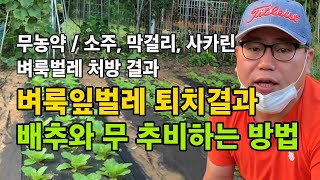 벼룩잎벌레 퇴치 결과 전후 비교 / 소주, 막걸리, 커피를 활용한 결과 / 무농약 재배 / 배추와 무 추비하…