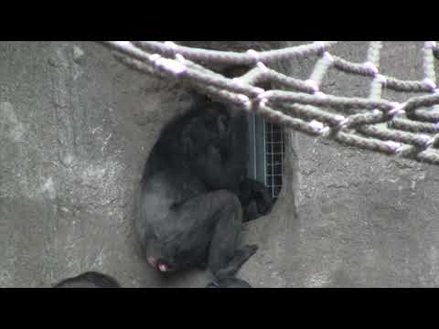 "Chief" Riet greets new chimp with kiss, Zoo Leipzig 070120-56
