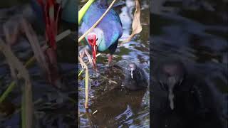 Download lagu Pikat Burung Mandar Biru Super Jernih. Purple Swamphen (Porphyrio Porphyrio) mp3 Download lagu Pikat Burung Mandar Biru Super Jernih. Purple Swamphen (Porphyrio Porphyrio) mp3