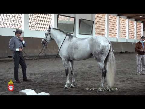 210424 12 Magico SS - Aprovação de Garanhões