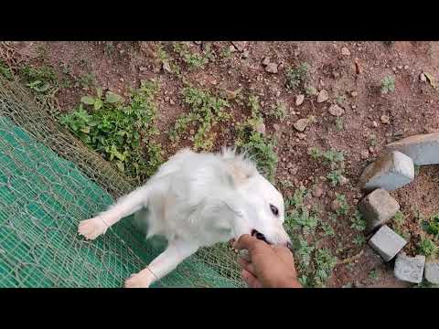 PURE UNCONDITIONAL LOVE ❤❤👌👌 OF A DOG 🐶🐕.....