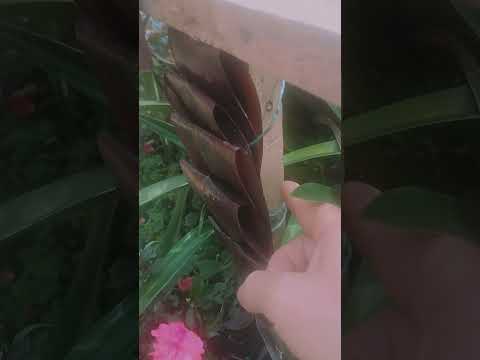 La costumbre de "vestir" o adornar una cruz con flores proviene de...