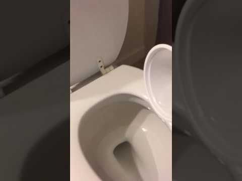 download lagu mp3 mp4 My Goldfish Died Today, download lagu My Goldfish Died Today gratis, unduh video klip My Goldfish Died Today