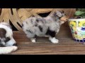 Squeeze S Blue Merle Introduces Himself To Stitch At Lindsey S Aussies