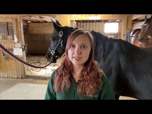 Horse vitals