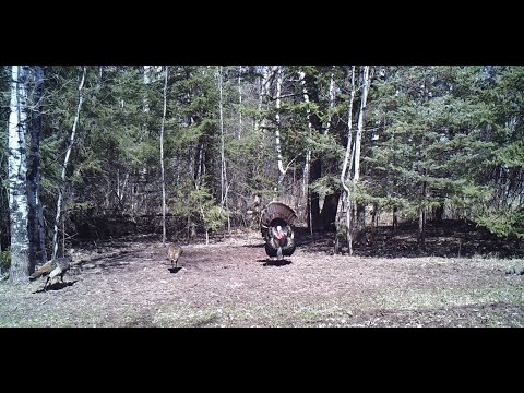 Spot and Stalk Turkeys with the Scoot n Shoot