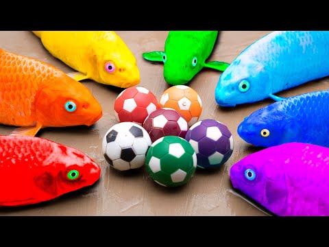 Rescue Koi Fish From The Prison Of Crabs, Balls, Watermelon Candy - Colorful Primitive Cooking Coco