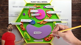 Plant Cell Model Easy Making | Drawing the Plant Cell | Colored Plant Cell Diagram #plantcell