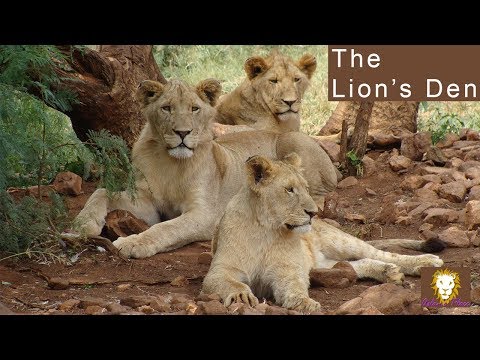 The Lion's Den - Episode 2