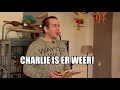 Opluchting: ontvoerde papegaai Charlie eindelijk terecht
