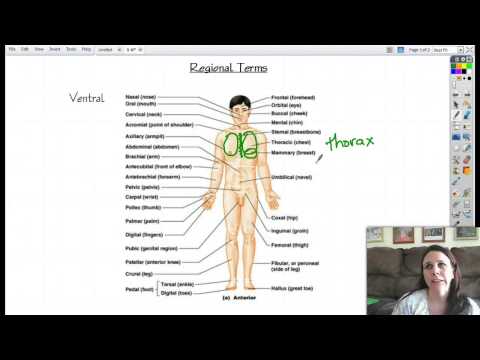 Anatomy 1-6 Regional terms
