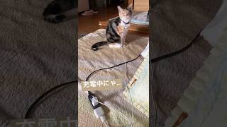 【可愛すぎる】気づいたら充電してた、、、猫型ロボットだったのかも、、、#shorts #猫 #ねこのいる生活 #pets #cat #貓咪