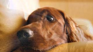 John Mogensen - Ensomhedens Gade Nummer 9