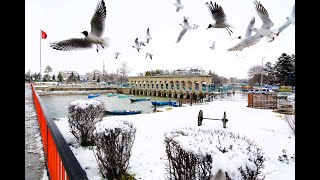 Göl ve Deniz Martıları ;Obez olmayan sporcu kuşlar ailesi.Özgür Martılar...