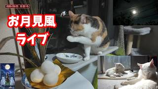 2026年9月25日 中秋の名月 三毛猫フミちゃん😸🎑お月見風ライブ切り抜き動画
