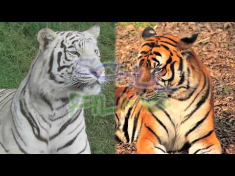 Lehrfilm Mutation   Entstehung und Auswirkung   Nachhilfe Download