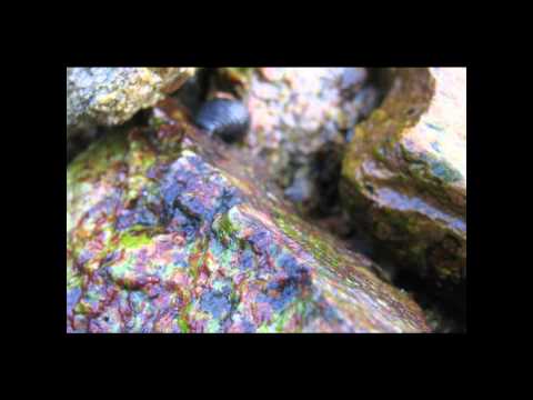 Lệ đá xanh Sheet - Khánh Ly