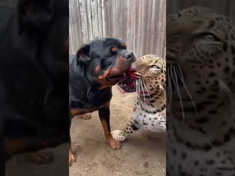 Rottweiler vs. Leopard | The Death Bite! 😱