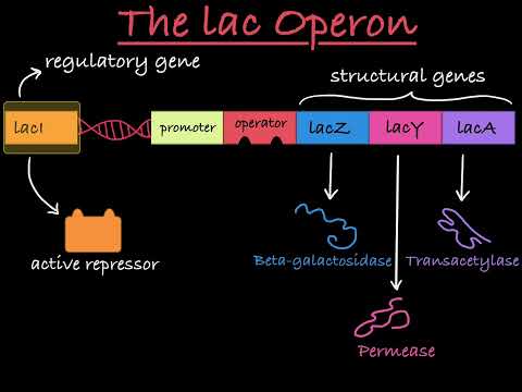 The lac Operon Explained