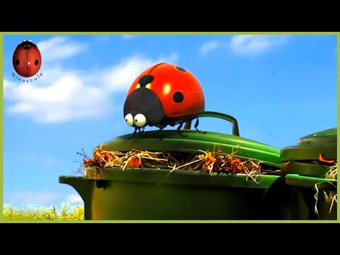 Fly Hunting 🐞 Minuscule 🍃 20' Compilation