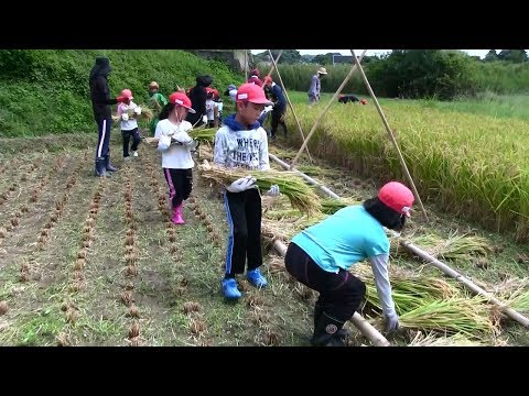種子島の学校活動：国上小学校もち米稲刈り体験活動2017年
