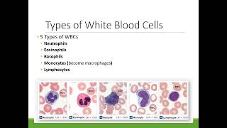 APII Blood: White Blood Cells