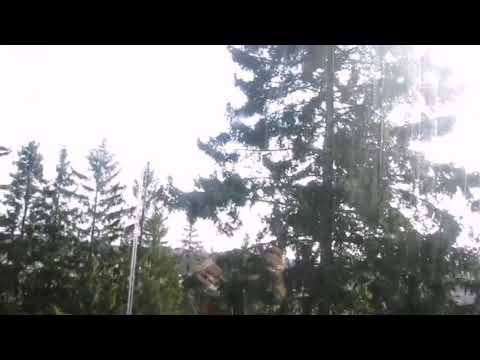 Niilo22: Mitä tää nyt sootana pelleilee