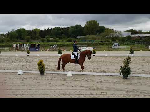 DSP Amazing in der Reitpferdeprüfung