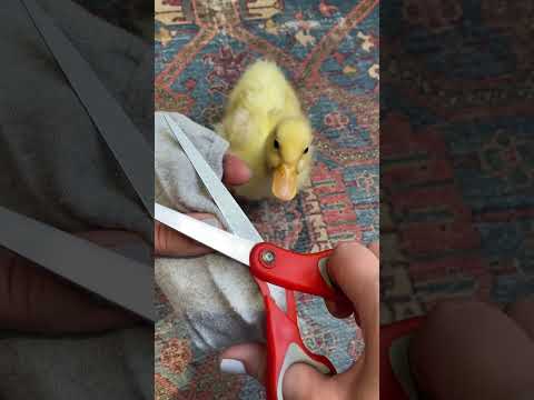 Mom what are you doing #pedduck #diaper #sock